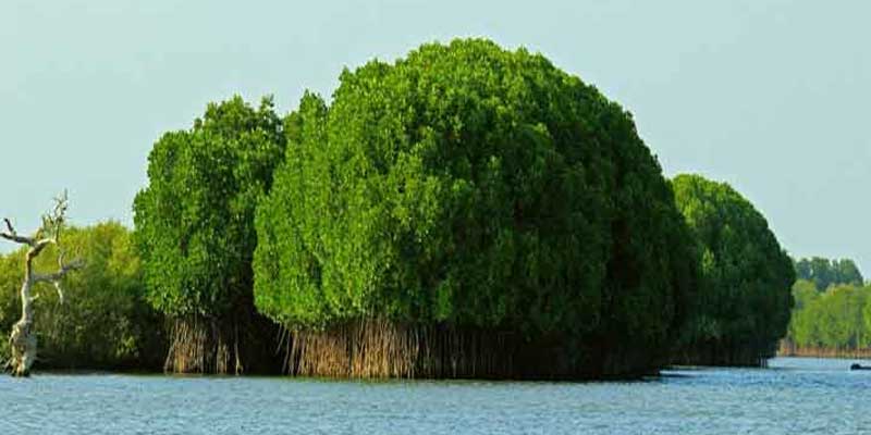 Chennai to Chidambaram Same Day Tour Package