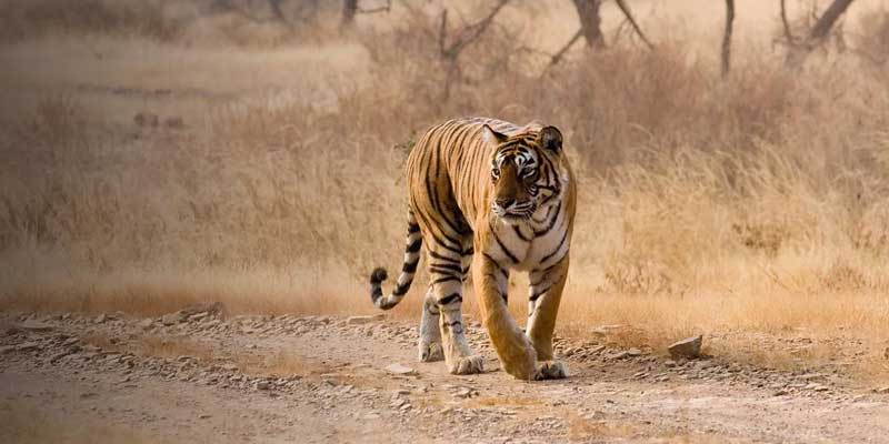 South India Cultural Tour Packages from Chennai
